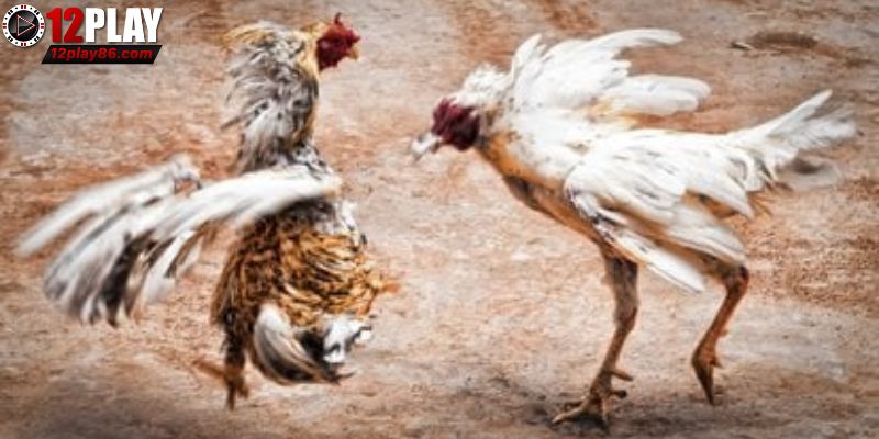 Đá Gà Cựa Sắt Thomo – Đam Mê Bất Tận, Gay Cấn Tột Đỉnh 3 Cách chọn những chiến kê trăm trận trăm thắng