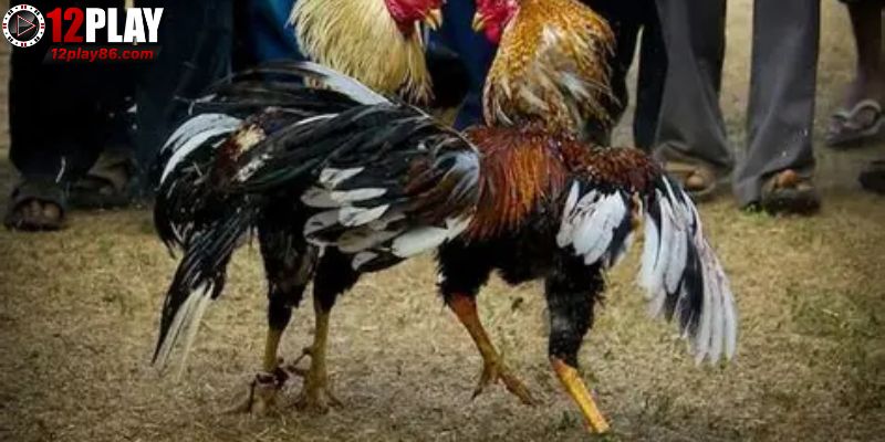 Chiến lược thông minh cho người chơi đá gà