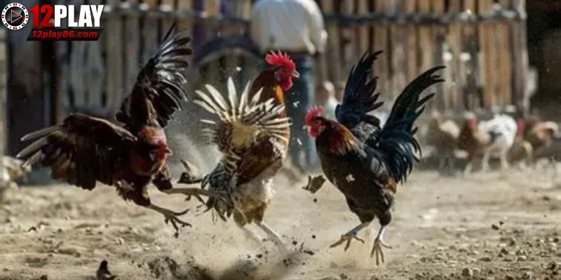 Khám Phá Gà Asil – Chiến Kê Đỉnh Cao Trong Các Trận Đấu 3 Chiến thuật và bản lĩnh tạo nên gà Asil