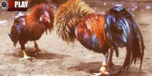 đá gà cựa sắt Thomo