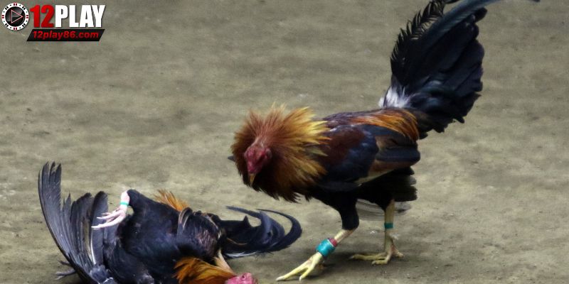 Điểm qua đá gà cựa sắt 12PLAY