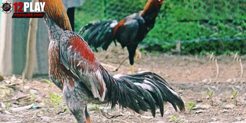 Khám Phá Gà Asil – Chiến Kê Đỉnh Cao Trong Các Trận Đấu 2 Gà Asil uy lực và thông minh