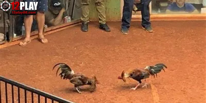 Hồi hộp từng khoảnh khắc trận đấu