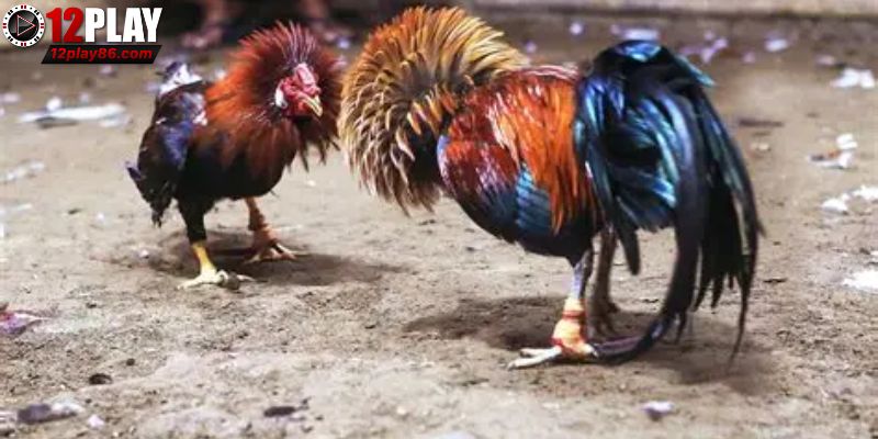 Khám phá thế giới đá gà 12PLAY
