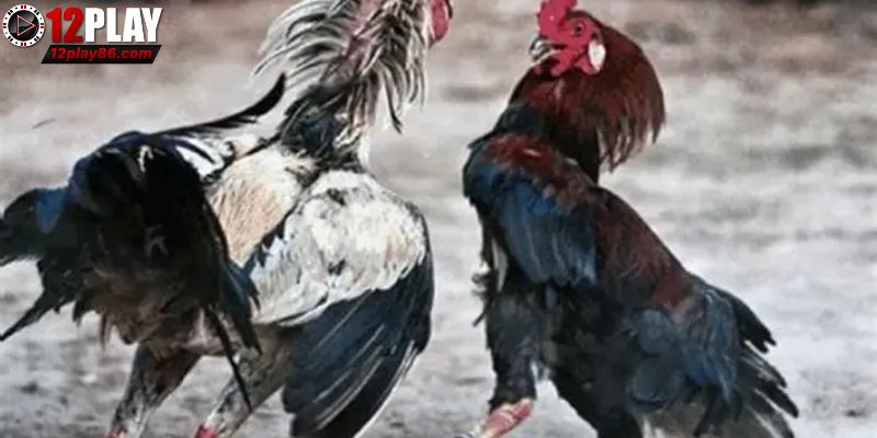 Lợi thế riêng có của trường gà Savan