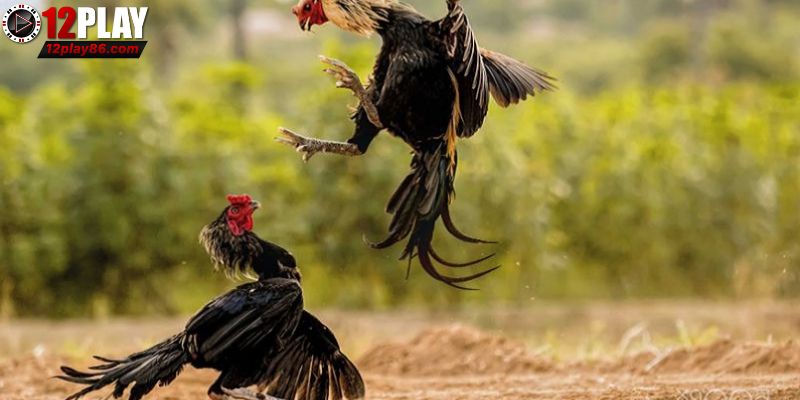 Luật chơi cơ bản được chia sẻ rõ ràng cho người mới