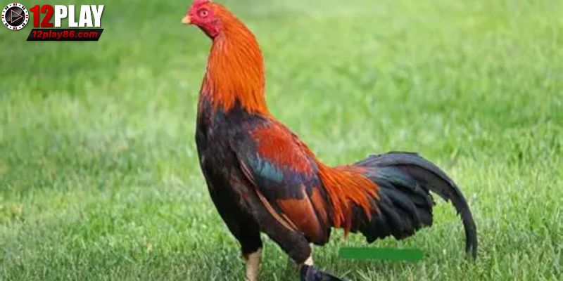 Khám Phá Gà Asil – Chiến Kê Đỉnh Cao Trong Các Trận Đấu 1 Nguồn gốc của giống gà Asil anh em nên biết