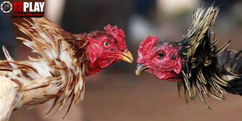 Đá Gà Cựa Sắt Thomo – Đam Mê Bất Tận, Gay Cấn Tột Đỉnh 2 Quy định quốc tế áp dụng trong đá gà cựa sắt Thomo