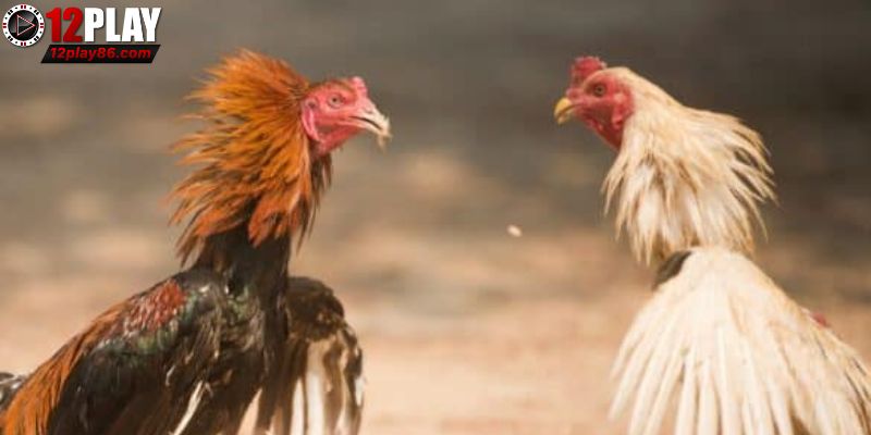 Savan nổi bật với nhiều kiểu gà chọi đặc sắc