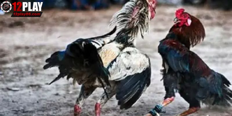 Sơ lược về đá gà cựa dao 12PLAY