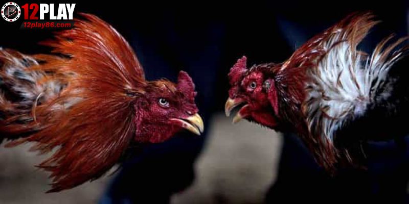 Đá Gà Cựa Sắt Thomo – Đam Mê Bất Tận, Gay Cấn Tột Đỉnh 1 Sơ lược về đá gà cựa sắt thomo 12PLAY