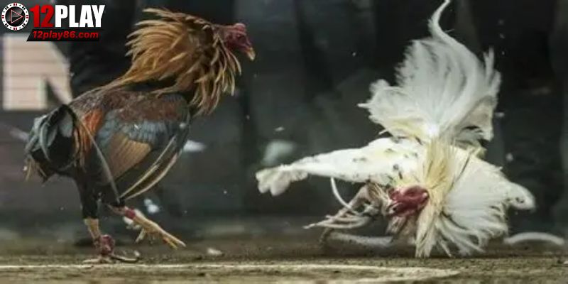 Sơ lược về trường gà Savan 12PLAY