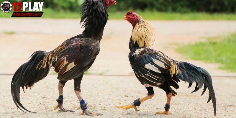 Tổng hợp cách chọn chiến kê bách chiến bách thắng